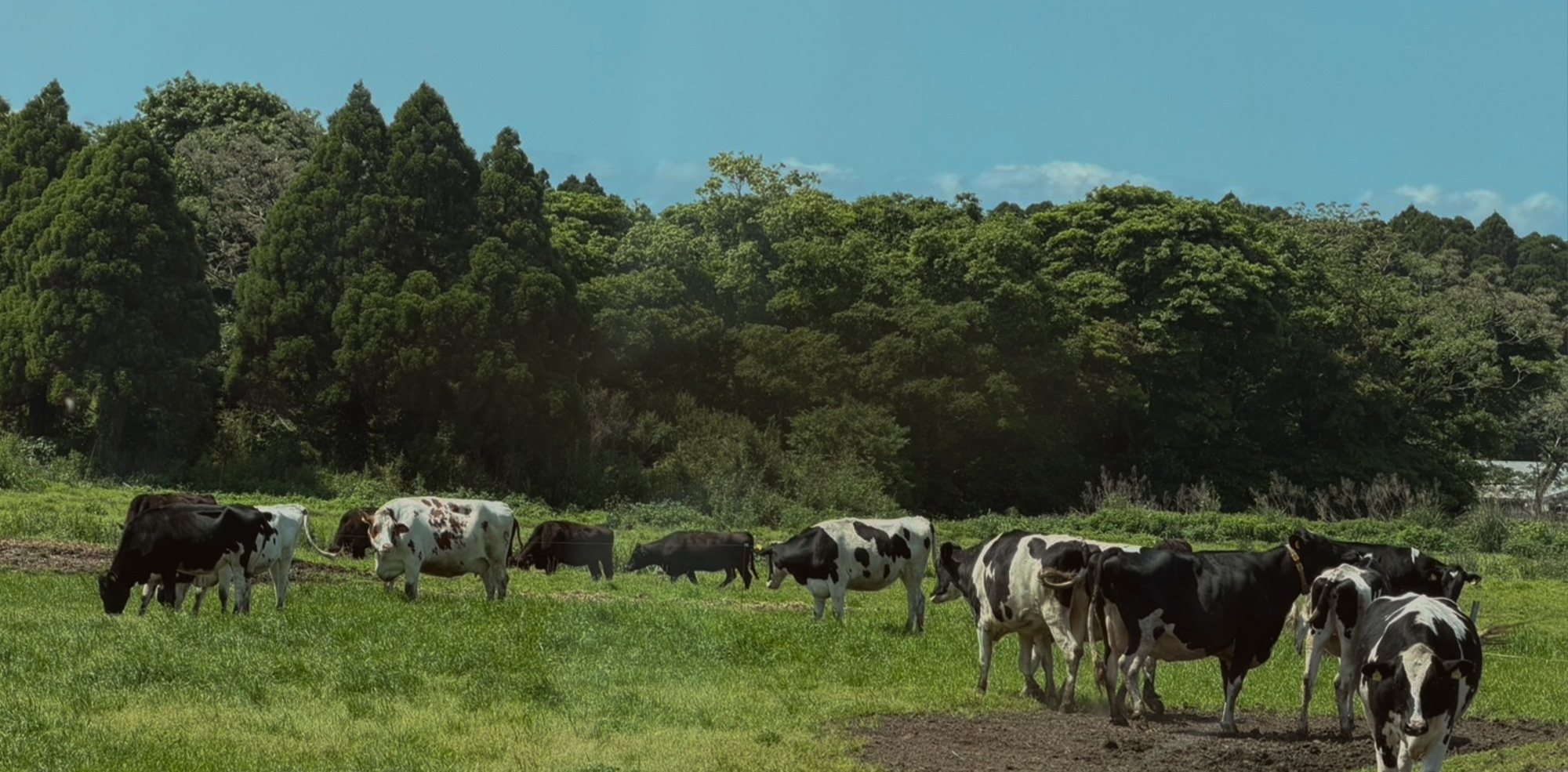 牛を想い、人を想い、地域と共に生きる牧場。